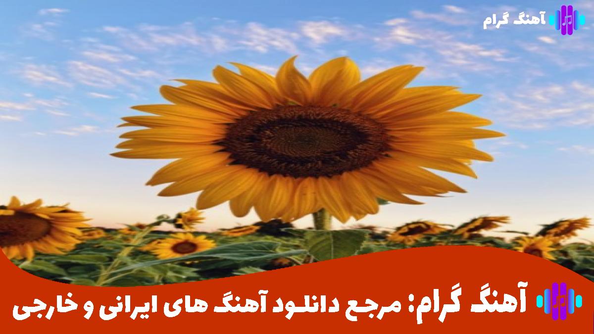کاور آهنگ مورچه جونم تو ماهی عیب نداره سیاهی از 